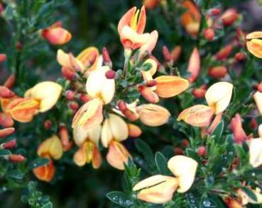 Cytisus scoparius Apricot Gem - Edelginster Apricot Gem