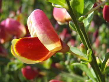 Edel-Ginster Burkwoodii - Cytisus scoparius Burkwoodii