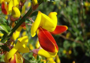 Cytisus scoparius Jessica