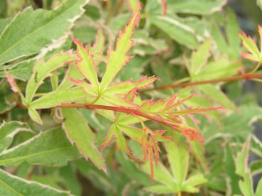 Acer palmatum Butterfly