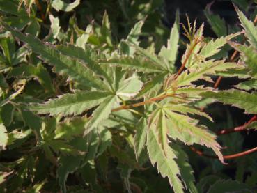 Blatt von Acer palmatum Butterfly