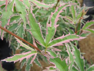 Laub von Acer palmatum Butterfly