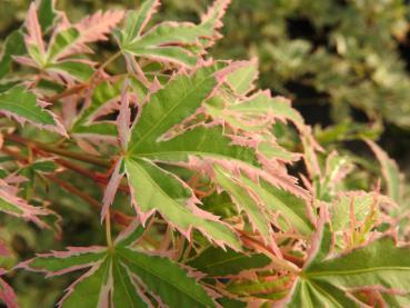 Acer palmatum Butterfly, Aufnahme aus Ende September