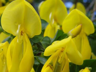 Cytisus scoparius Luna - Edelginster Luna