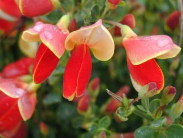 Cytisus scoparius Dragonfly