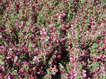 Röd stamginst 'Roter Favorit' - Cytisus scoparius Roter Favorit