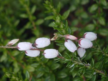 Daboecia cantabrica Alba - Irische Glockenheide weiß