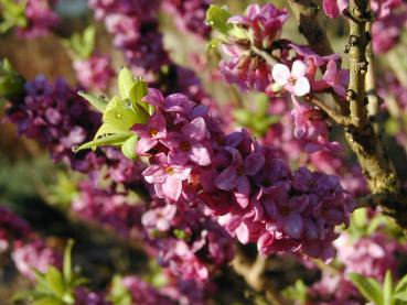 Seidelbast - Daphne mezereum