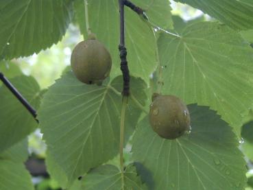 Taubenbaum, Taschentuchbaum - gestielte Früchte