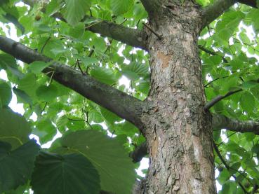 Näsduksträd, Davidia involucrata vilmoriniana