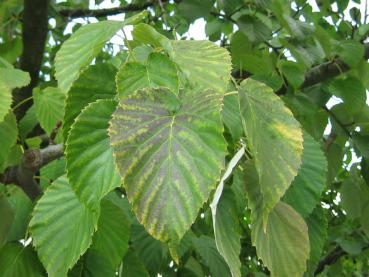 Näsduksträd, Davidia involucrata vilmoriniana