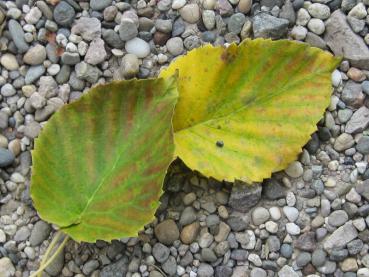 Gelbes Herbstlaub von Davidia involucrata vilmoriniana