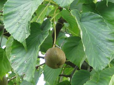 Runde Frucht des Taschentuchbaumes