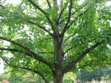 Kronenaufbau des Taubenbaumes