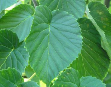 Taubenbaum, Taschentuchbaum: schön gezeichnetes Blatt