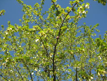 Der Taschentuchbaum in voller Blüte im April