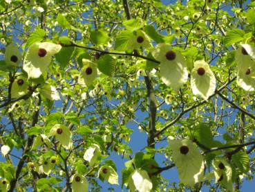 Näsduksträd, Davidia involucrata vilmoriniana