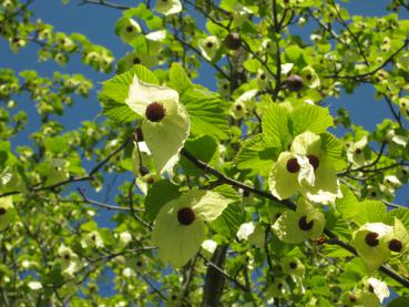 Interessante Blüten des Taschentuchbaums
