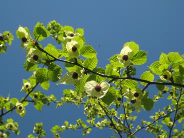 Reiche Blüte des Taschentuchbaums