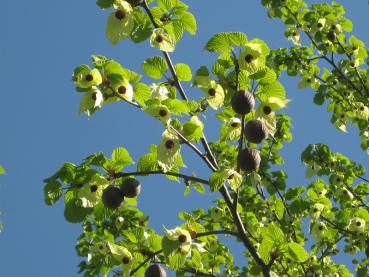 Früchte aus dem Vorjahr und Blüten - der Taschentuchbaum
