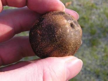 Frucht vom Taschentuchbaum, Aufnahme aus dem Januar