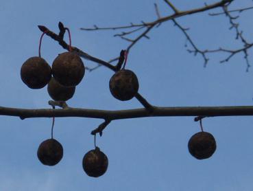 Näsduksträd, Davidia involucrata vilmoriniana