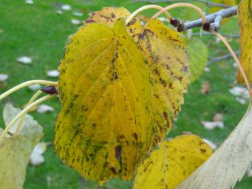 Gelbes Herbstlaub des Taubenbaumes