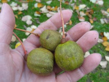 Davidia involucrata vilmoriniana: Früchte