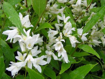 Zwergdeutzie Nikko - Deutzia crenata Nikko