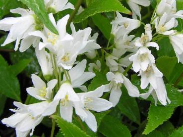 Die Blüte von Deutzia crenata Nikko