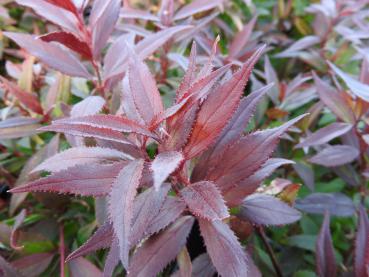Deutzia crenata Nikko - dunkelrote Herbstfärbung