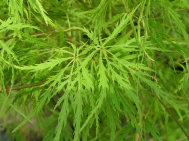 Acer palmatum Dissectum