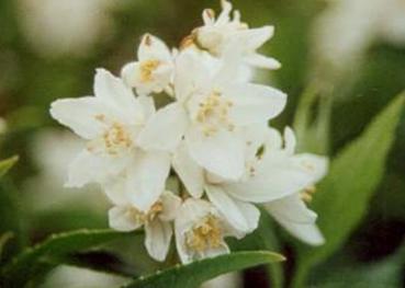 Deutzia gracilis