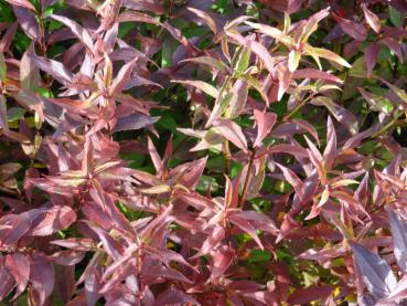 Maiblumenstrauch im Herbstlaub