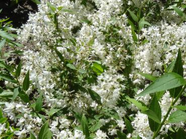 Blüte des Maiblumenstrauchs