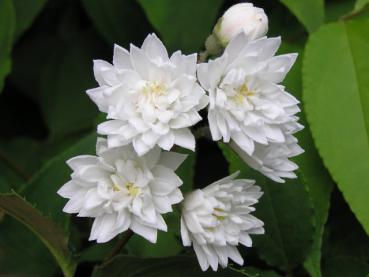 Die weiße Blüte des Sternchenstrauches
