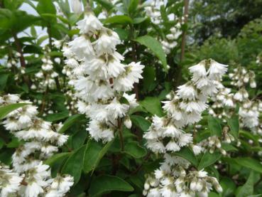 Deutzia magnifica blüht meist Ende Mai