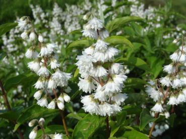 Deutzia magnifica in Blühte