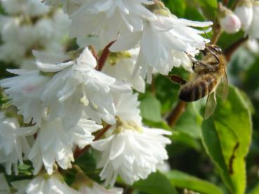 Prachtdeutzie mit ihrer weißen Blüte