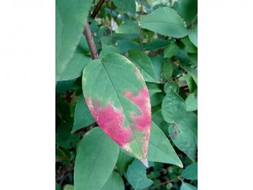 Beginnende rote Herbstfärbung - Hoher Sternchenstrauch