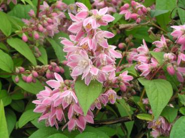 Sternchenstrauch Tourbillon - Deutzia magnifica Tourbillon Rouge