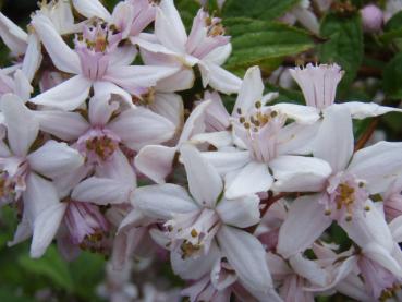 Deutzia hybrida Mont Rose - Rosendeutzie