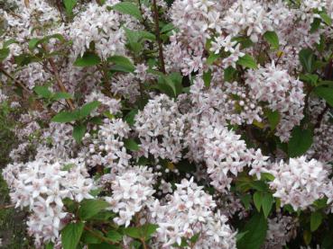 Rosendeutzia im Juni