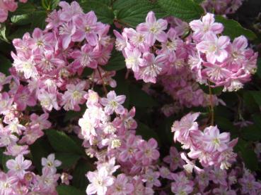 Deutzia elegantissima Rosealind