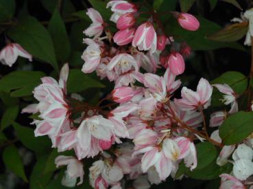 Niedriger Maiblumenstrauch - Deutzia rosea