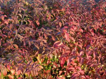 Herbstlaub von Deutzia rosea