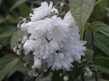 Gefüllter Sternchenstrauch - Deutzia scabra Candidissima