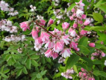 Deutzia scabra Plena - Gefüllte Deutzie