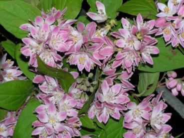 Deutzia Strawberry Fields - Erdbeerduft-Deutzie