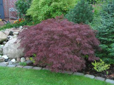 Geschlitzter Blut-Fächerahorn (Acer palmatum Dissectum Garnet) - ein niedriges, rotblättriges Gehölz